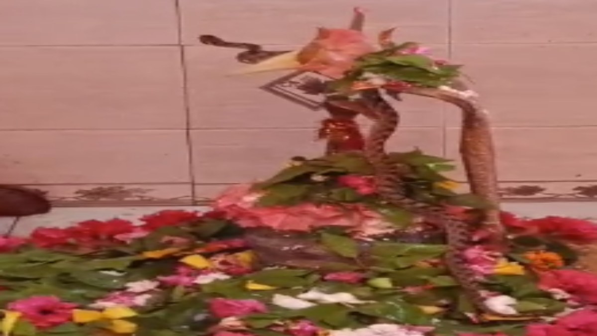 श्रावण मास में दिखा अद्भुत नजारा: शिवलिंग से जाकर लिपटा सांप, वायरल हो रहा ये वीडियो