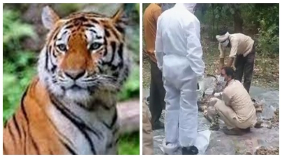 Bandhavgarh Tiger Reserve: एक और बाघ की मौत, सप्ताह भर पहले मिला था बाघिन का शव, मामले की जांच जारी