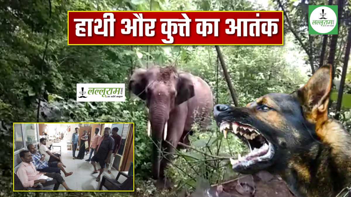 भड़का हाथी, बौराया कुत्ता और 15 को काटा: गजराज देखने उमड़ी थी भीड़, बौराए कुत्ते ने दौड़ा-दौड़ाकर काटा, देखिए LIVE VIDEO