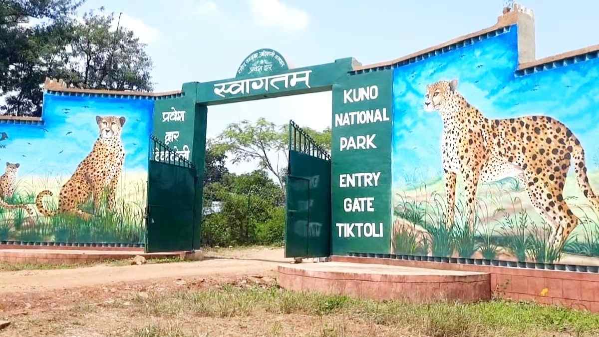 कूनो में चीतों की मौत पर फिर गरमाई सियासत: नेता प्रतिपक्ष गोविंद ने सरकार पर साधा निशाना, कहा- देश से एक बार फिर चीतों का मिट जाएगा नाम