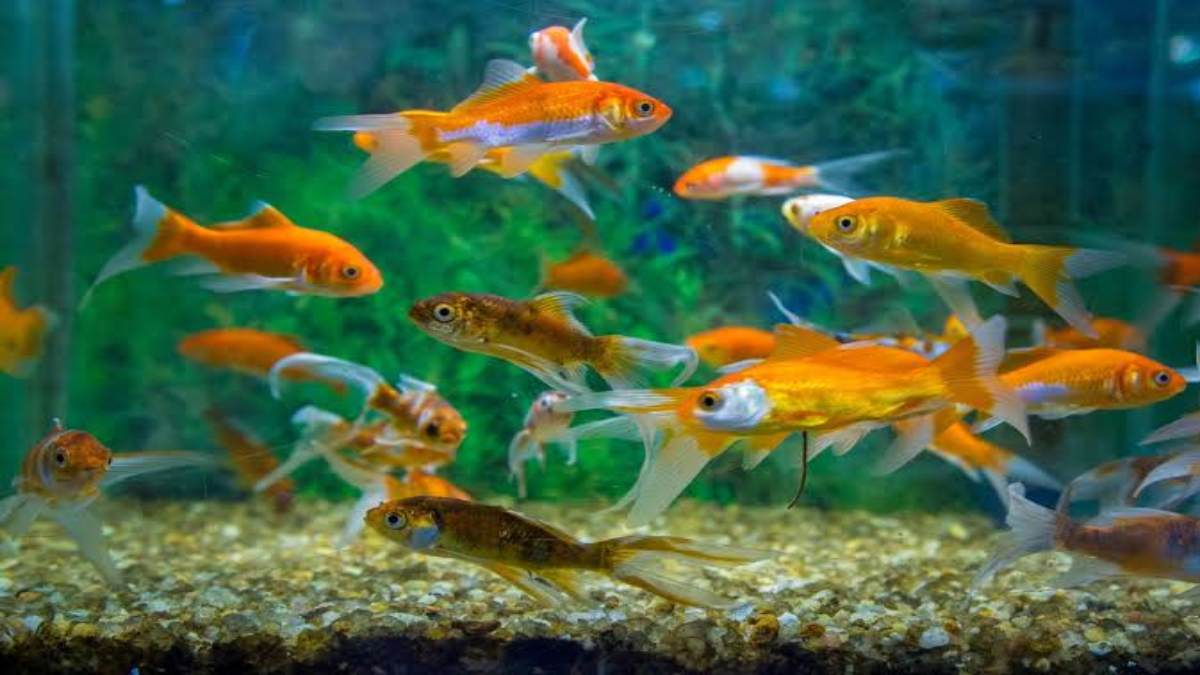 घर में Aquarium रखना होता है बहुत शुभ, यहां जाने इसे रखने के फायदे और कौन सी मछलियां होता है अच्छा …