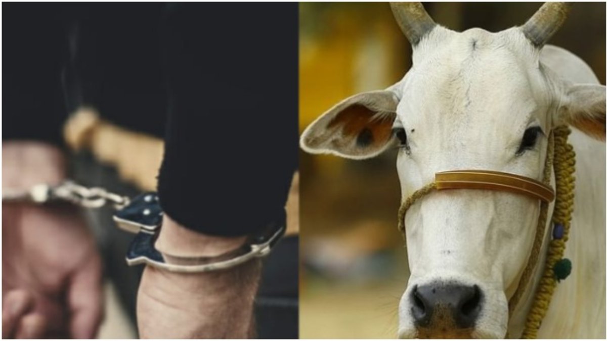 गाय से अप्राकृतिक कृत्य का आरोपी राशिद गिरफ्तार: 20 दिन बाद चढ़ा पुलिस के हत्थे, बिहार में काट रहा था फरारी