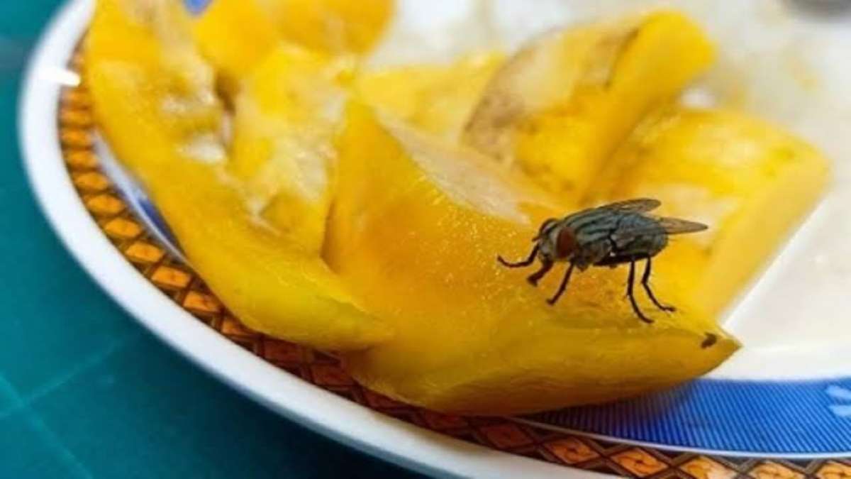 बारिश में मक्खियाँ कर रही है बहुत परेशान, इन घरेलू नुस्खों से पाएं राहत …