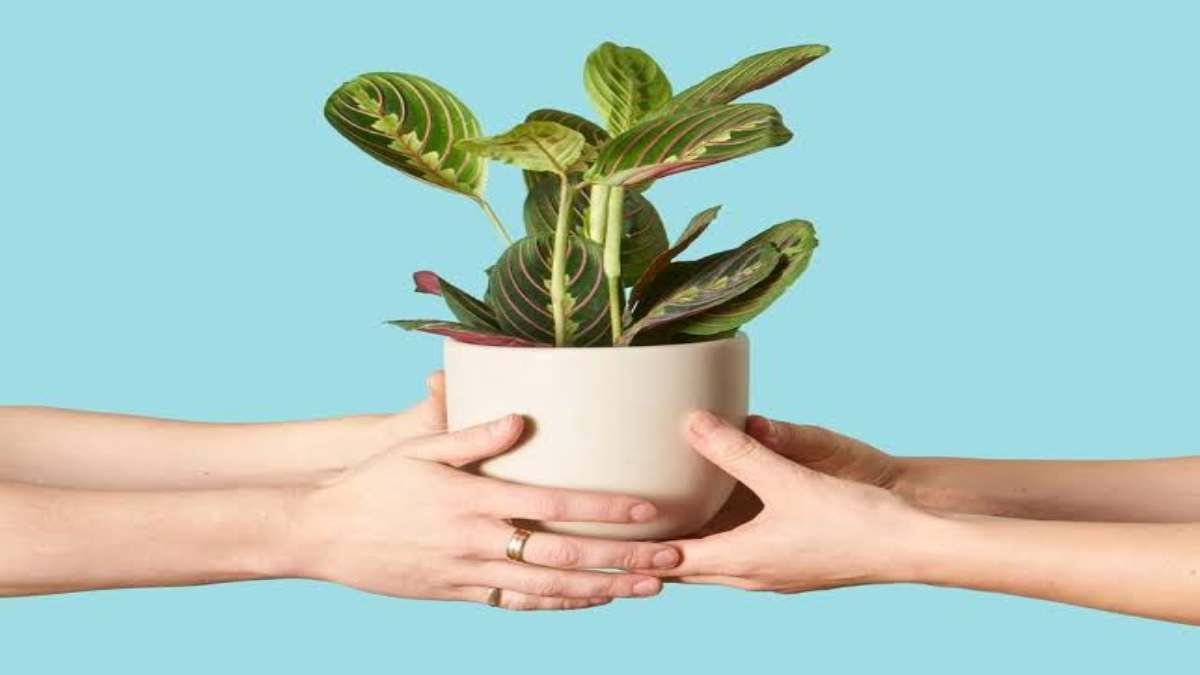 आजकल Gift में पौधे देने का है Trend, अगर आप भी किसी को Plant गिफ्ट करने का कर रहे हैं Plan, तो यहां देखे कौन सा Plant है Best …