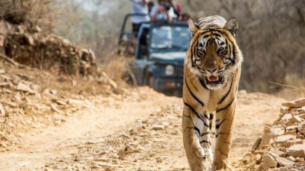 International Tiger Day : प्रकृति के बीच नजदीक से आप भी देखना चाहते हैं टाइगर, तो करें इन राष्ट्रीय उद्यानों की सैर …