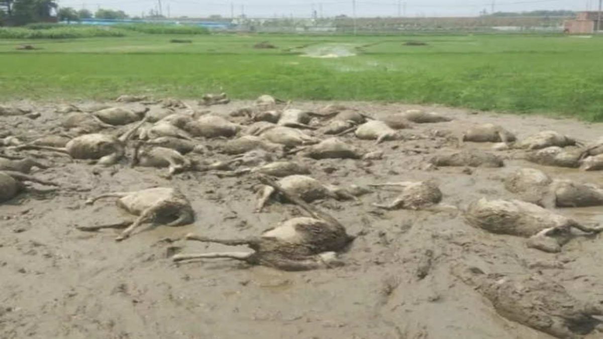 आकाशीय बिजली गिरने से 85 भेड़ों की मौत, सीएम योगी ने लिया घटना का संज्ञान