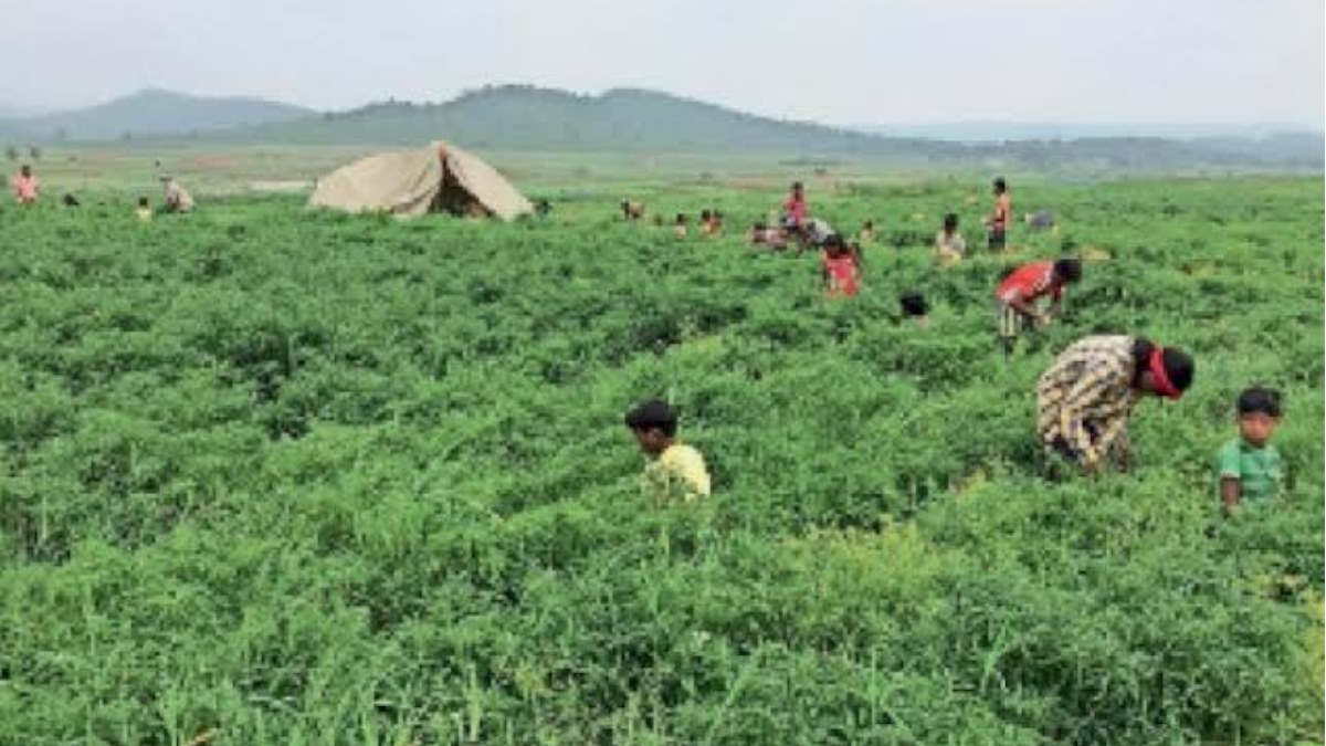 काली हो या हरी- मिर्ची के लिए छत्तीसगढ़ के मिट्टी है बेस्ट, बाजार में हमेशा रहती है मिर्ची की डिमांड…