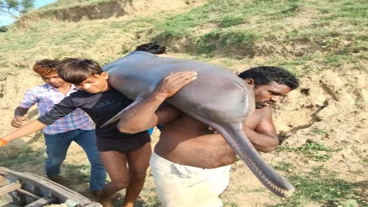 डॉल्फिन का शिकार कर खा गए मछुआरे, VIDEO वायरल होने के बाद हुई ये कार्रवाई