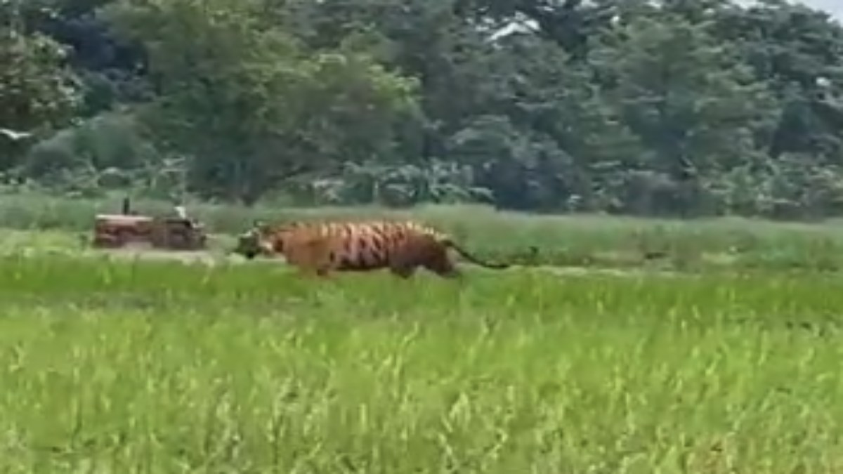 खेत में किसान कर रहा था जुताई, अचानक पहुंच गया बाघ, फिर क्या हुआ देखिए खौफनाक Video