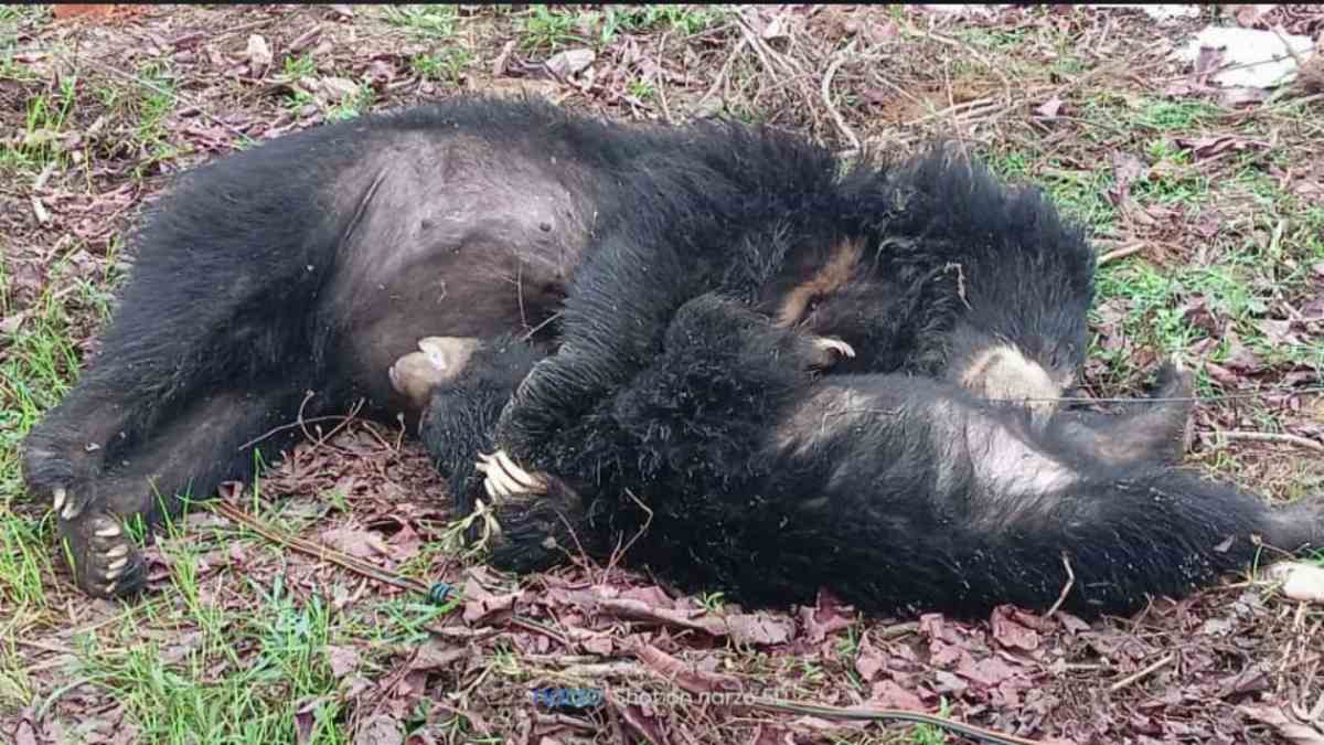 CG NEWS : करंट से भालू और उसके बच्चे की गई जान, चार साल में पांच भालुओं की मौत