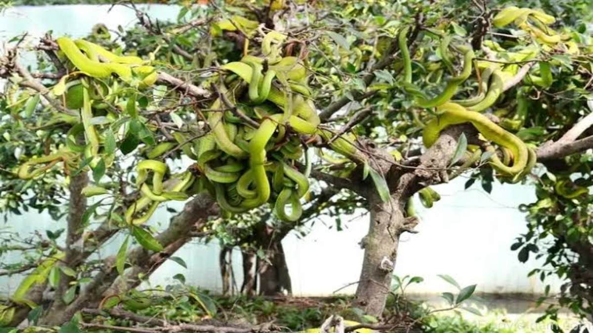 इस फार्म के पेड़ों पर फल नहीं लटकते हैं सांप, जहरीले सांप देखकर आपके भी उड़ जाएंगे होश