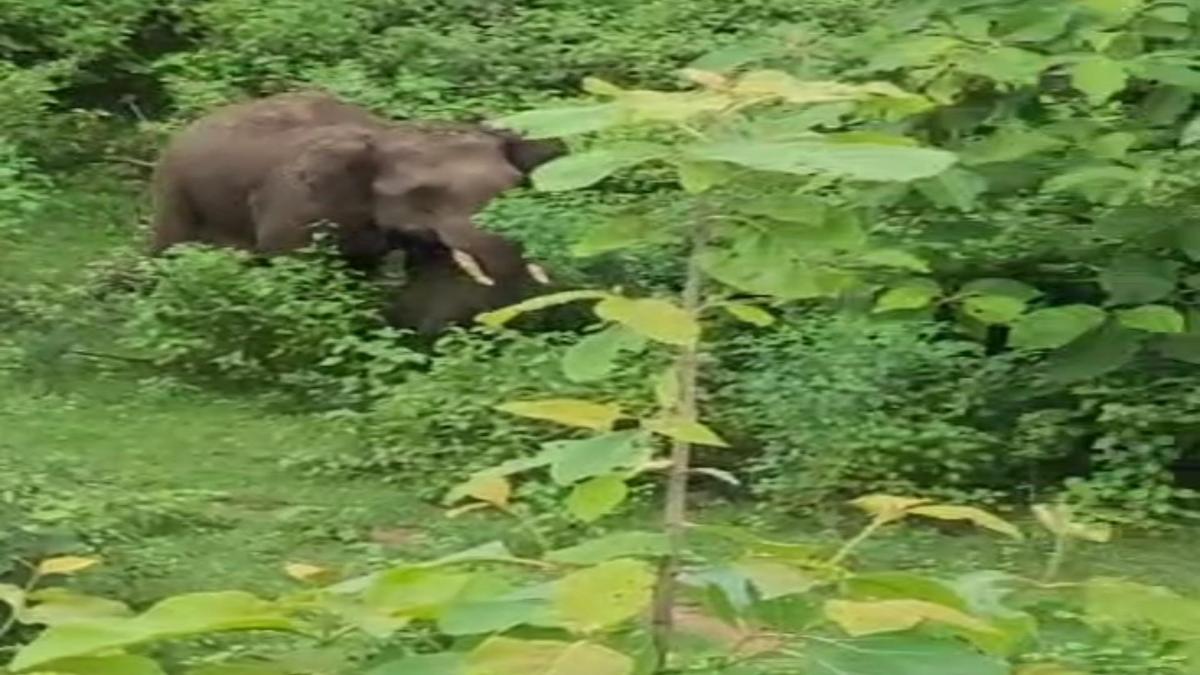 गजराज का आतंक VIDEO : झुंड से अलग हुआ हाथी, बस्ती में दी दस्तक, वन विभाग ने लोगों को दूर रहने की दी समझाइश