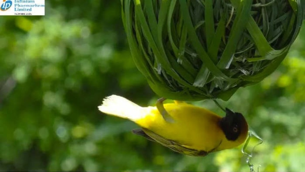 Multibagger Stocks : इस दवा कंपनी के शेयर आपको बना देंगे अमीर, इतने महीने में पूंजी हो गई डबल