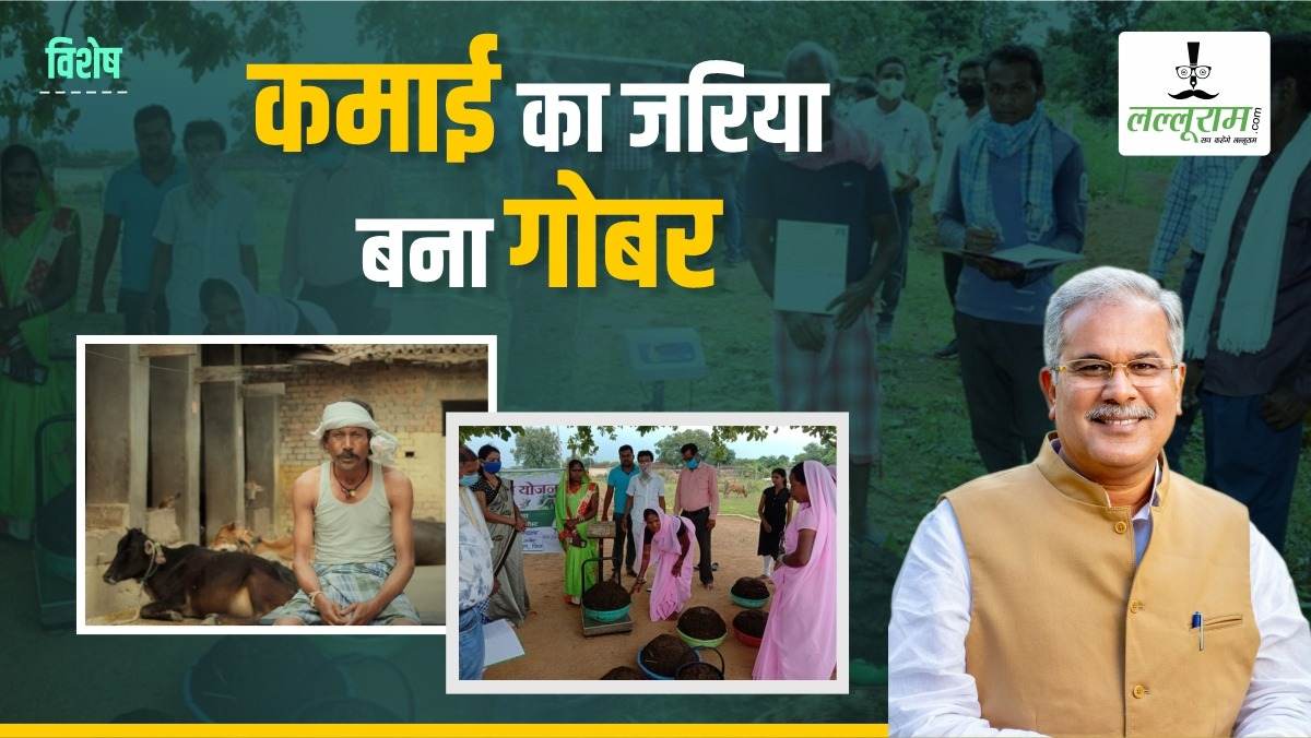 विशेष : गेमचेंजर साबित हुई सरकार की गोधन न्याय योजना, कचरा या गंदगी ना रहकर कमाई का जरिया बना गोबर, बिक्री से सफलता की सीढ़ी चढ़ रहे गौपालक
