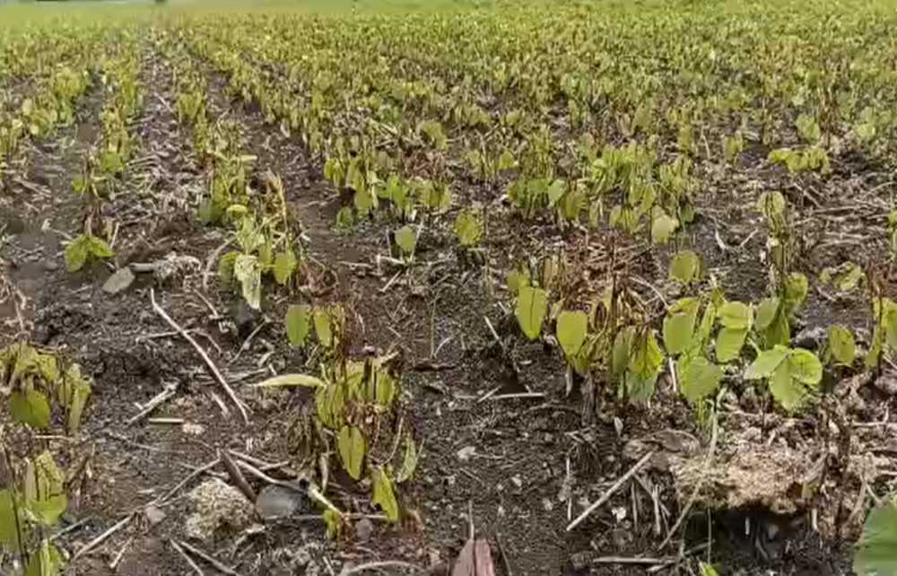 नकली दवा से सोयाबीन फसल बर्बादः किसानों ने कलेक्टर से लगाई न्याय की गुहार, जांच टीम गठित