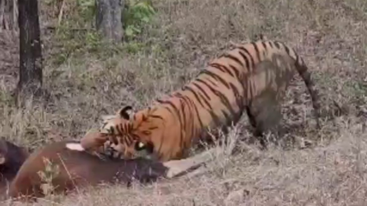 Satpura Tiger Reserve: अपने शिकार को खींच कर ले जाते बाघ का रोमांचित करने वाला VIDEO आया सामने