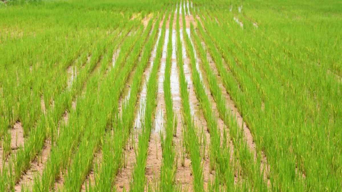 धान की खेती करने वाले किसान करें यह काम, कम लागत में अधिक पैदावार होगी प्राप्त