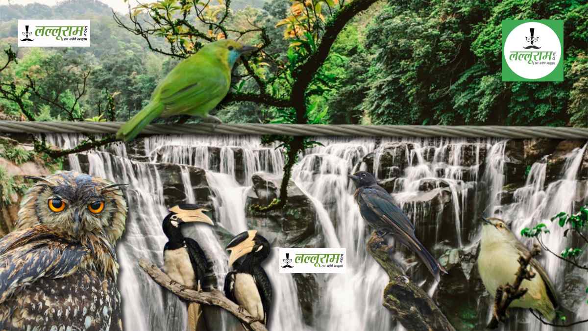 उदंती अभ्यारण्य में नए मेहमानों की एंट्री: Indian Eagle Owl, Fork tailed drongo, Jerdons Leafbird और Ashy Prinia की तस्वीरें कैमरे में कैद