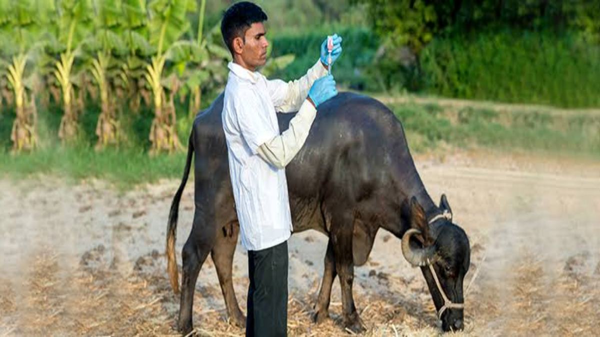 बारिश के मौसम में पालतू और दुधारू पशुओं में होने वाले रोग से ऐसे करें बचाओ
