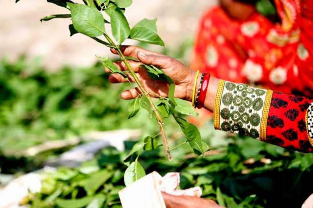 Sawan 2023: कुछ तिथियों पर बेलपत्र तोड़ना होता है वर्जित, श्रावण मास में इस बात का रखें विशेष ध्यान