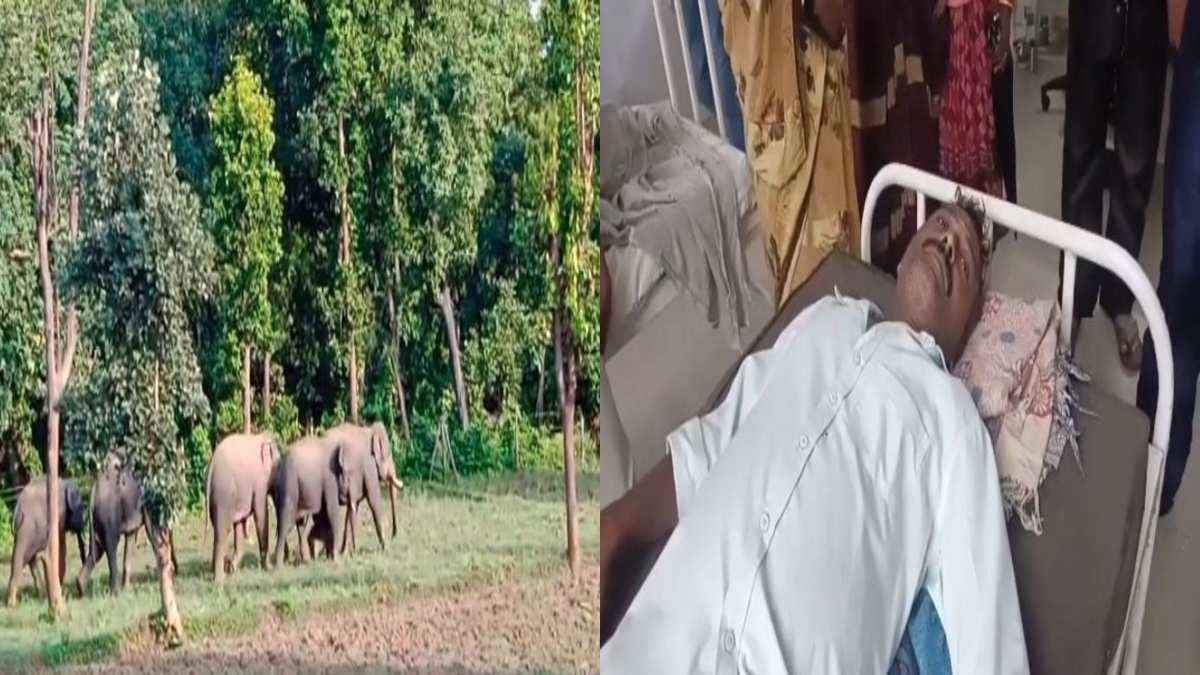 अनूपपुर में हाथियों के हमले से युवक घायल: एक महीने से मचा रहा आतंक, सैकड़ों एकड़ की फसल बर्बाद