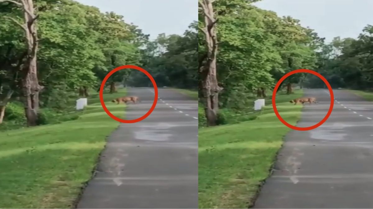 VIDEO: बाघ की दहाड़ से दहशत में आए राहगीर, सड़क पार करते बाघ का कैमरे में कैद