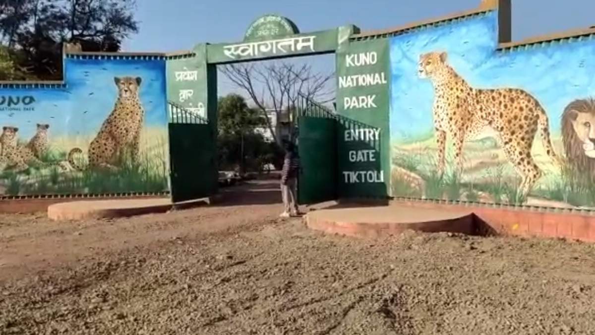 कूनो नेशनल पार्कः पर्यटकों के लिए खुशखबरी, जल्द शुरु होगी चीता सफारी, जू अथॉरिटी ऑफ इंडिया से प्रस्ताव को मंजूरी मिलने का इंतजार