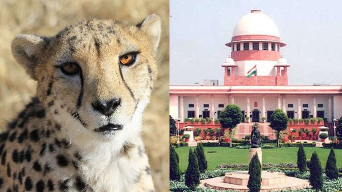 चीता परियोजना पर केंद्र सरकार से सवाल पूछने का कोई कारण नहीं: सुप्रीम कोर्ट ने चीतों की मौत पर बंद की सुनवाई, पढ़िए पूरी टिप्पणी