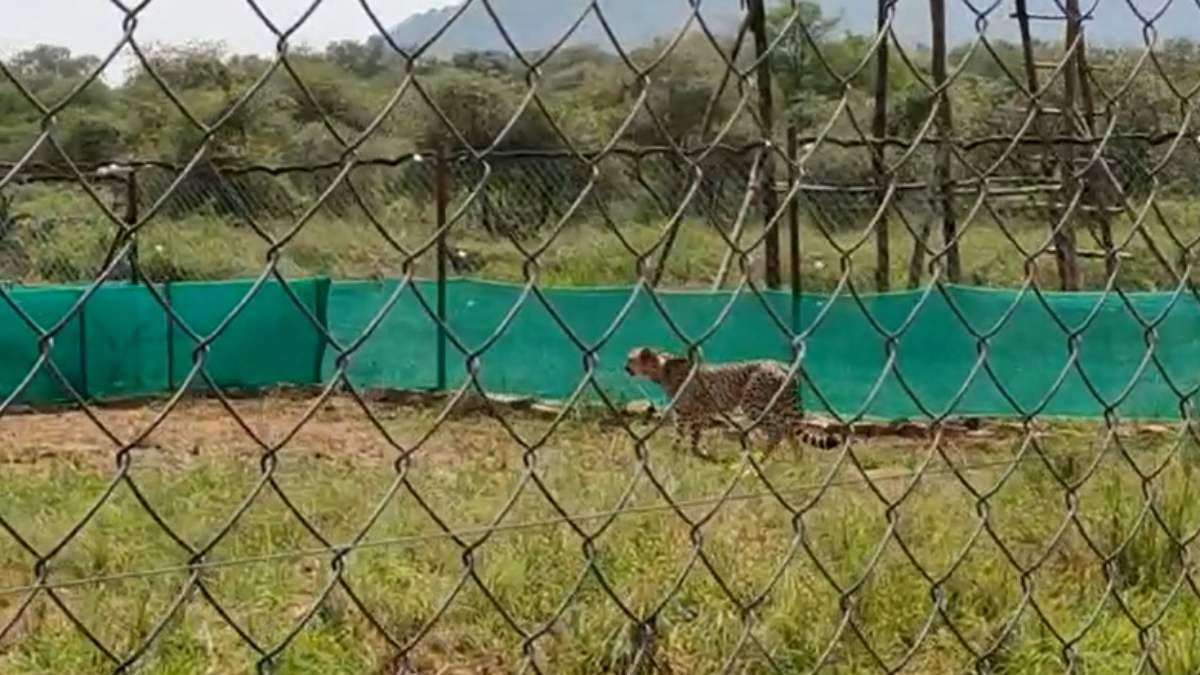 लापता चीता निरवा मिलीः 22 दिन से थी लापता, हेल्थ चेकअप के बाद कूनो के बड़े-बाड़े में किया शिफ्ट