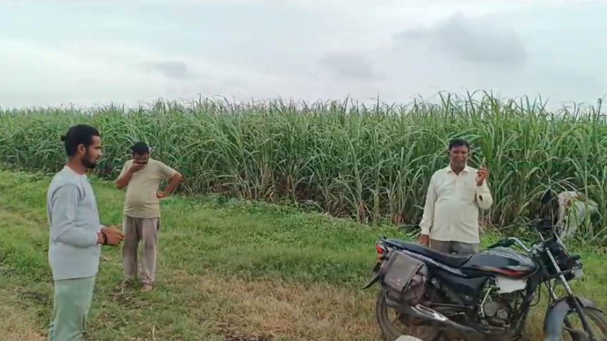 बड़वानी में तेंदुए ने किया बकरी का शिकार: ग्रामीणों में दहशत का माहौल, वन विभाग ने शुरू की सर्चिंग अभियान
