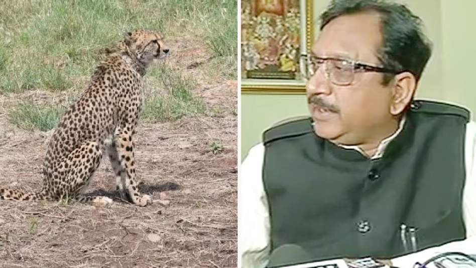 कूनो में चीतों की मौत पर वन मंत्री बोले: दुनिया में पहली बार एक महाद्वीप से दूसरे महाद्वीप आए चीते, प्रयास करना बुरी बात नहीं, भूख या एक्सीडेंट से नहीं हुई मौत