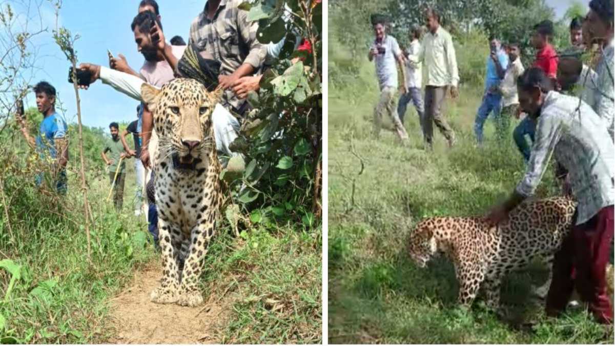 Wild Animal: खूंखार जंगली जानवर तेंदुए के साथ ग्रामीणों ने ली सेल्फी, वीडियो वायरल
