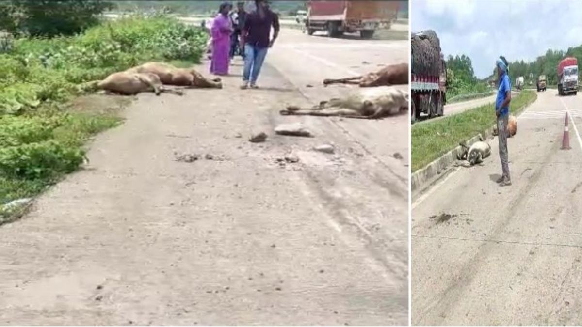 दर्दनाक हादसाः ट्रक ने 8 गायों को रौंदा, पांच की घटनास्थल पर मौत, चालक वाहन सहित फरार