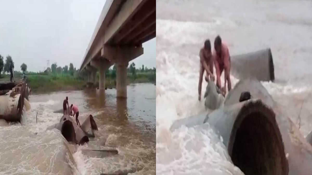 VIDEO: नाले के तेज बहाव में फंसी थी गाय, शिक्षकों ने बचाई जान