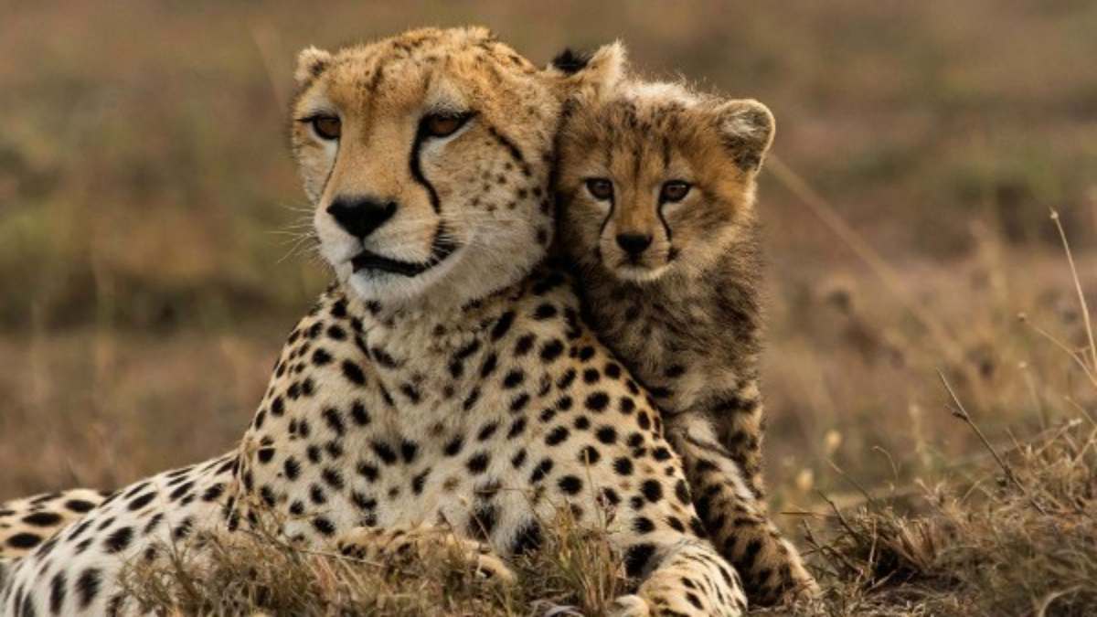 MP Cheetah Project: चीता परियोजना में एक्शन प्लान पर ही चलेगी सरकार, वर्षाकाल में बाड़े में रखे जाएंगे चीते