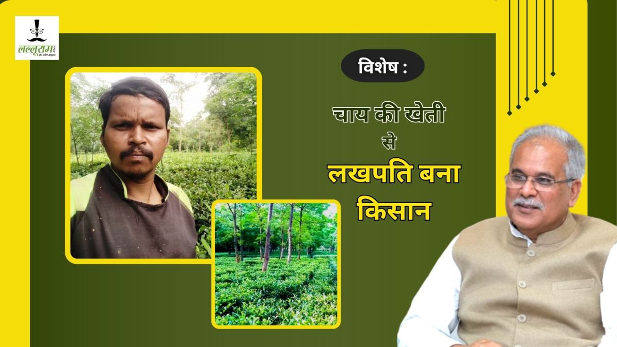 विशेष : चारो ओर फैली छत्तीसगढ़ की चाय की महक, सरकार से मिल रहा प्रोत्साहन, 2 से 20 एकड़ में फैला बागान, चाय की खेती से लाखों कमा रहे किसान