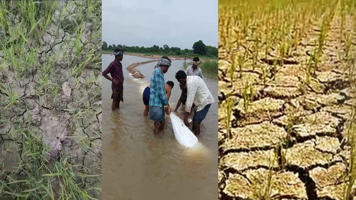 खेतों में नजर आ रहीं दरारें : सूख रही फसलों को बचाने 7 गांव के किसानों ने बदला नदी का रुख, कड़ी मेहनत के बाद 1000 एकड़ खेतों में पहुंचाया सिंचाई के लिए पानी