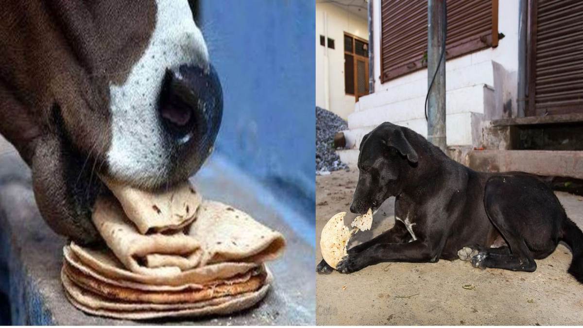 पहली रोटी गाय और दूसरी रोटी कुत्ते को खिलाएं, गरीबी, आर्थिक परेशानियों से मिलेगा छुटकारा, घर में रहेगी शांति…