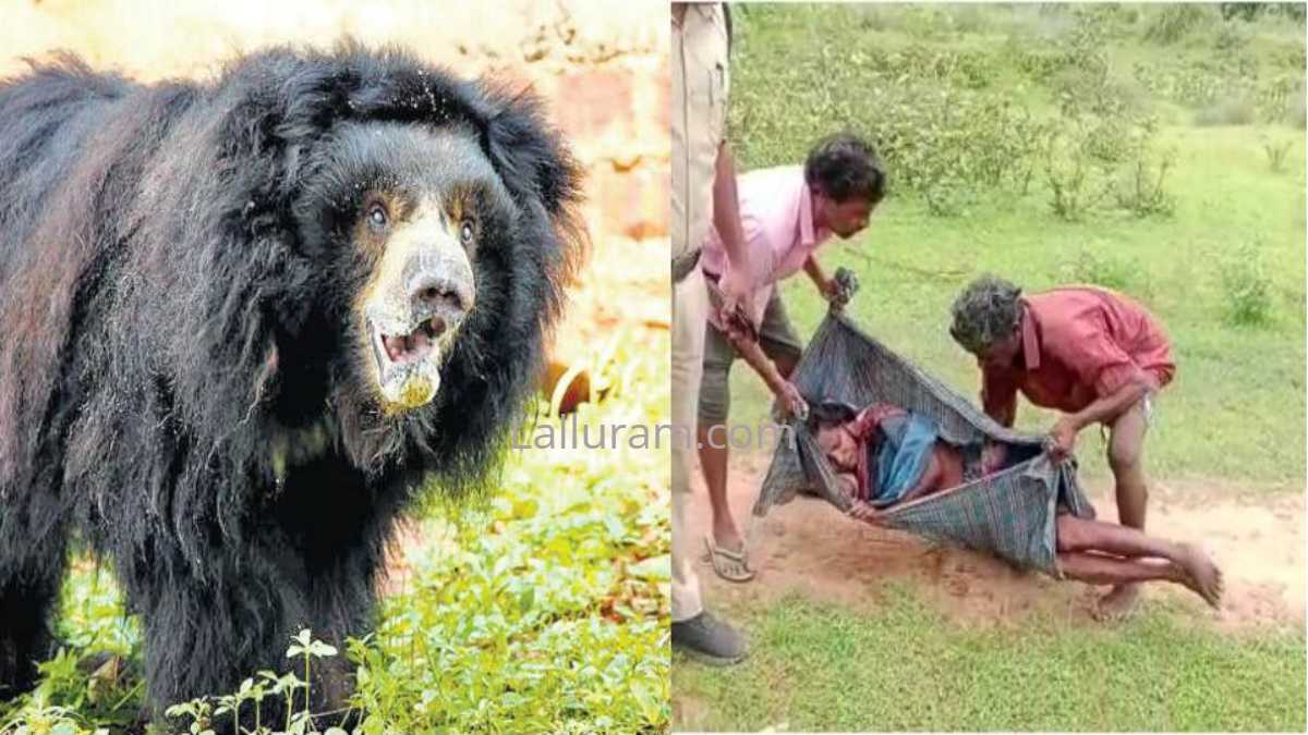 भालुओं से भिड़ा कुत्ता : जंगल लकड़ी लेने गई महिला पर भालुओं ने किया हमला, मालकिन की जान बचाने भालुओं से भिड़ गया कुत्ता…
