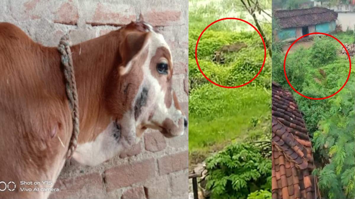 CG NEWS : खूंखार तेंदुआ मवेशियों को बना रहा शिकार, हमले से एक मवेशी की मौत, तेंदुए के साथ अब हाथियों का आतंक, ग्रामीणों में दहशत
