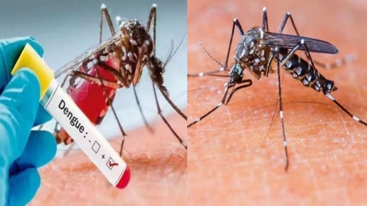 Dengue-Malaria के लक्षण दिखते ही जाएं डॉक्टर के पास, इन चीजों का करें सेवन और इससे बचें