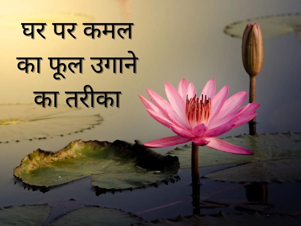 Gardening Tips: अब घर में खिलाएं कमल… ये है टिप्स