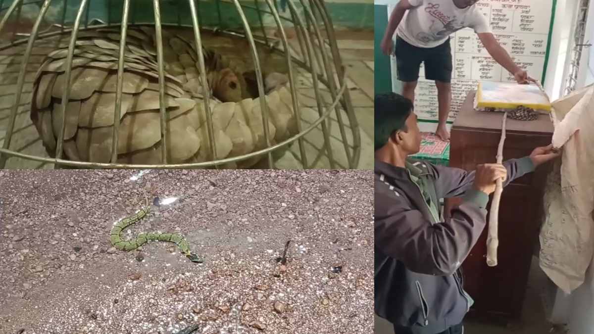 Seoni News: वन विभाग ने दुर्लभ प्रजाति के पेंगोलिन का किया रेस्क्यू, इधर सरकारी स्कूल में निकला ग्रीनकील बैक सांप