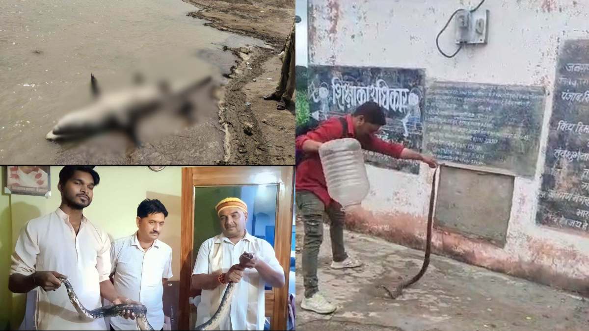 MP NEWS: मुरैना में नदी किनारे मिला मगरमच्छ का शव, जबलपुर में घर में घुसा पांच फीट लंबा अजगर, सिवनी में स्कूल से किया कोबरा का रेस्क्यू