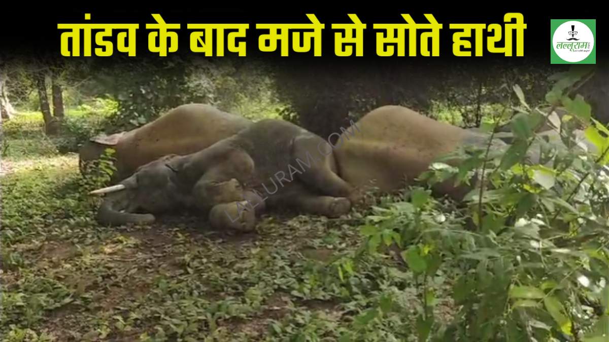 आराम फरमा रहा हाथियों का दल: नीलगिरी के प्लांट में दिखा 5 हाथियों का समूह, दहशत में इलाका, घर और फसलों को पहुंचाया नुकसान