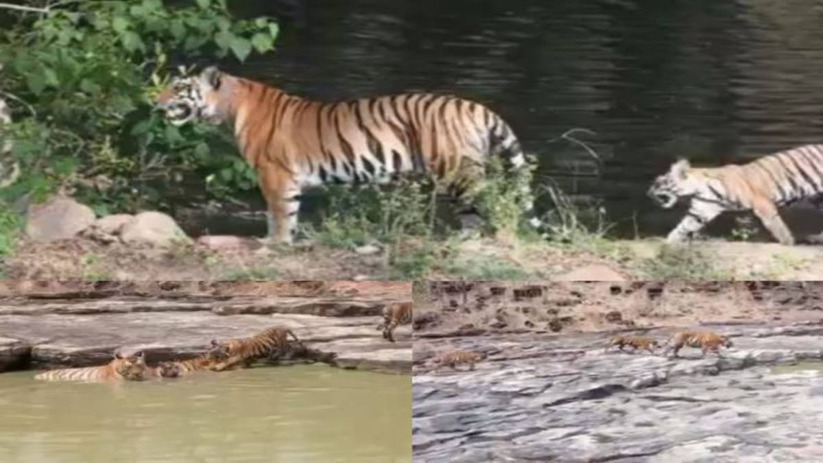 देश में पहली बार पेपरलेस बाघों की गणना: पन्ना टाइगर रिजर्व में 14 हजार ट्रैप कैमरों से 40 KM जंगल किया कवर, 80 से अधिक बाघ आए नजर