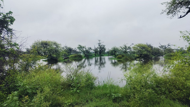 Rajasthan News: प्लास्टिक मुक्त हो रहा राजस्थान, केवलादेव राष्ट्रीय उद्यान में प्लास्टिक अंदर ले जाने पर जमा करने होंगे 50 रुपए