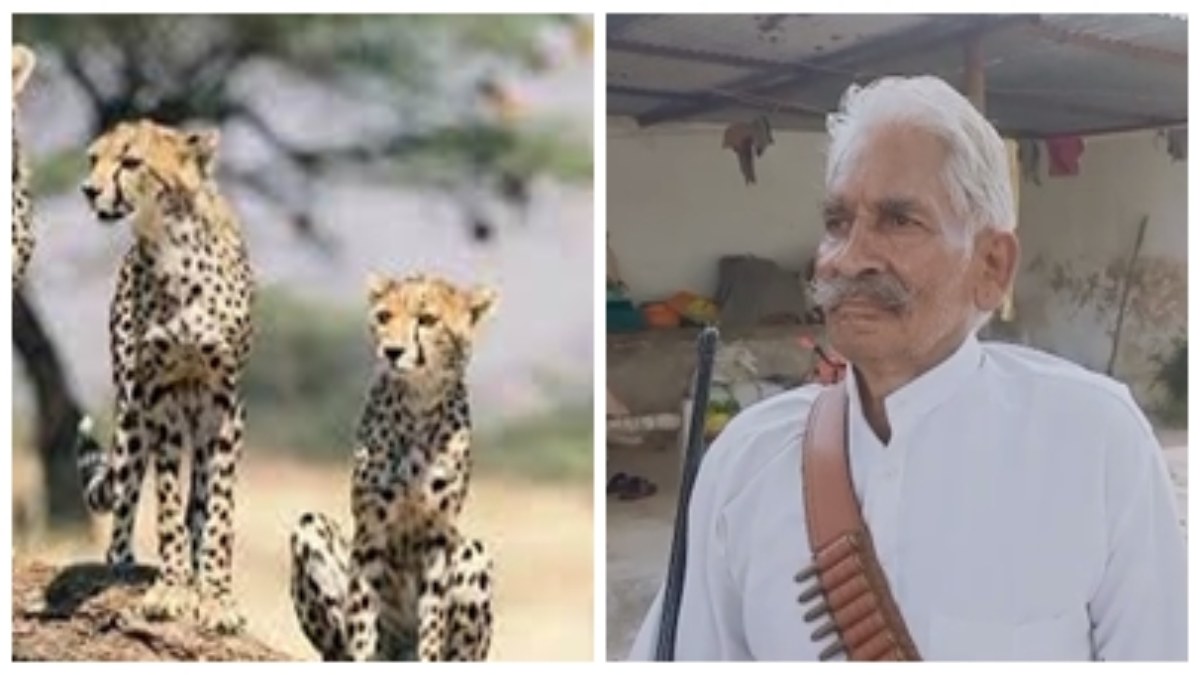 MP Cheetah: चीता मित्र ने छोड़ा पद, कहा- कूनो के अफसर लापरवाह, सड़ा-गला मांस खिलाने से हो रही चीतों की मौत
