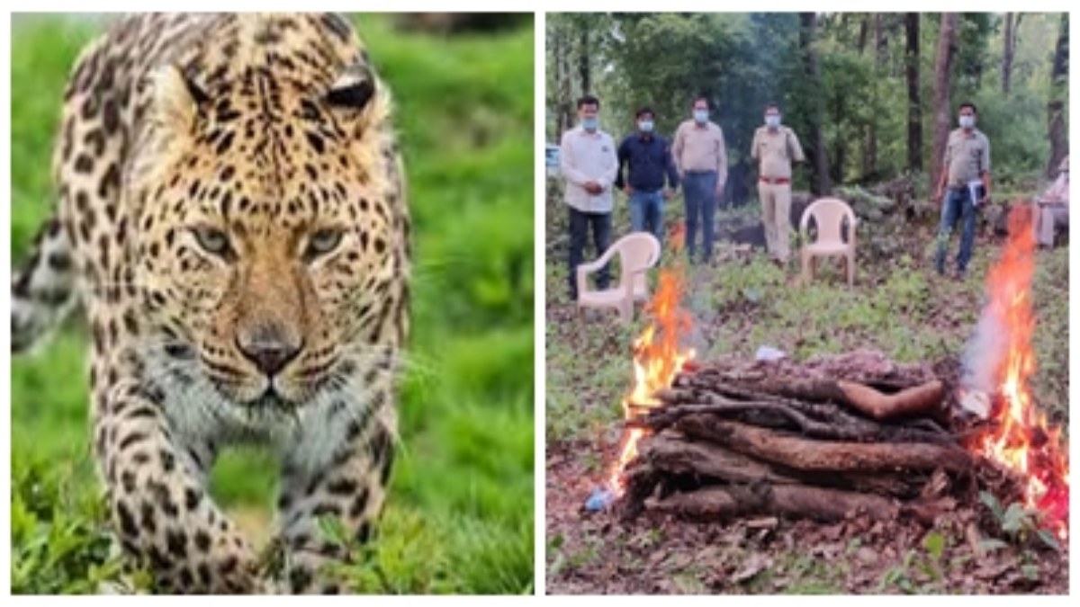 Umaria News : बांधवगढ़ टाइगर रिजर्व की मगधी रेंज मरदरी बीट में मिला तेंदुए शावक का शव, आपसी संघर्ष में मौत की आशंका 