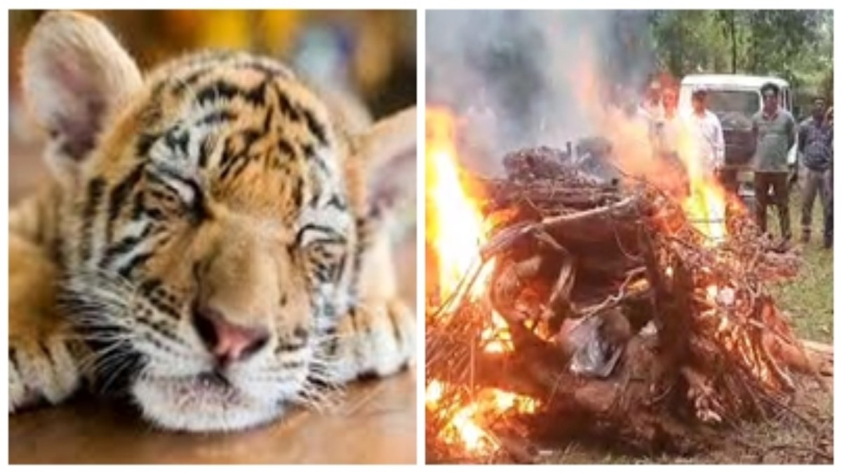 MP के बांधवगढ़ टाइगर रिजर्व में मादा बाघ शावक की मौत, आपसी संघर्ष की आशंका, पोस्टमार्टम के बाद किया अंतिम संस्कार